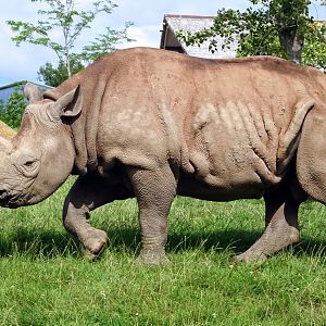 Eastern Black Rhinoceros, July 2019