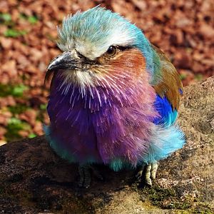 Lilac-Breasted Roller, July 2019