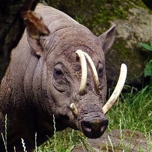 North Sulawesi Babirusa, July 2019