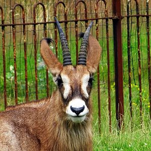 Roan Antelope, July 2019