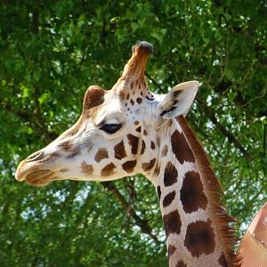 Rothschild's Giraffe, July 2019