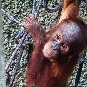 Young Sumatran Orang-Utan, July 2019