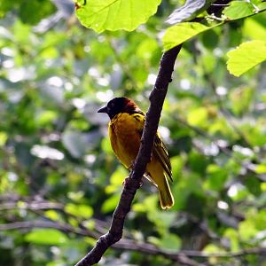 Village Weaver, July 2019