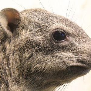 Arabian Rock Hyrax