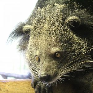Indochinese Binturong
