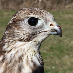 Saker Falcon