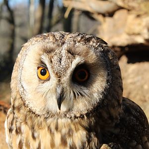 Long-Eared Owl