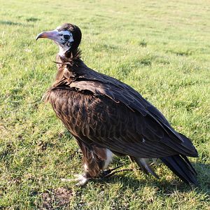 Hooded Vulture