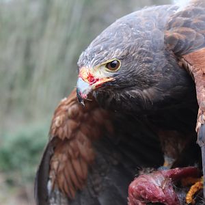 Harris Hawk