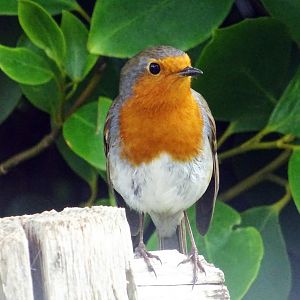 European Robin