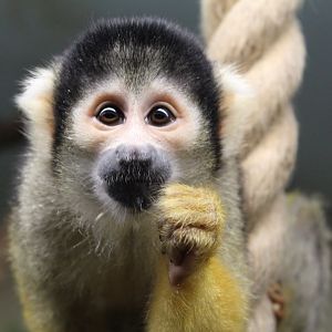 Squirrel Monkey
