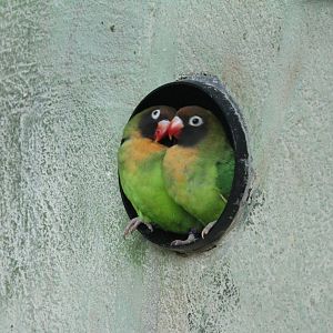 Black-Cheeked Lovebirds