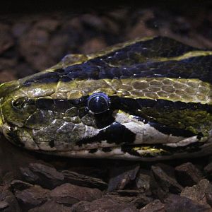 Burmese Python