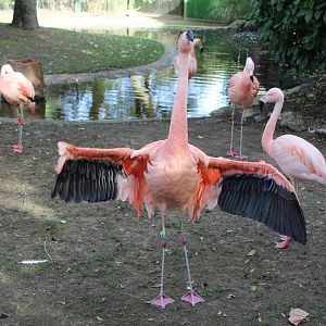 Chilean Flamingos