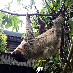 Linne's Two-Toed Sloth