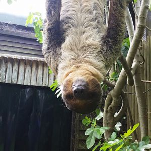 Linne's Two-Toed Sloth