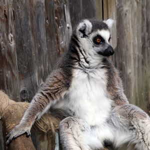 Ring-Tailed Lemur
