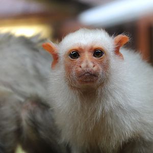 Silvery Marmoset