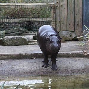 Pygmy Hippopotamus