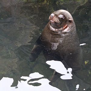 South American Fur Seal