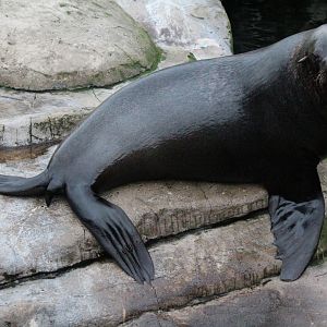 South American Fur Seal
