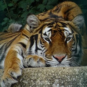 Tiger Resting