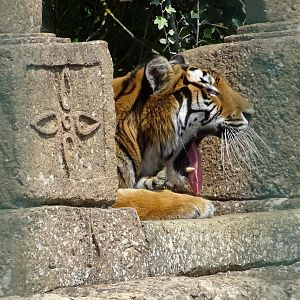 Tiger Yawning