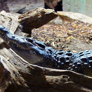 Philippine Crocodile