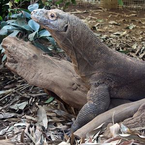Komodo Dragon