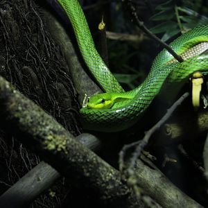 Western Green Mamba, December 2017