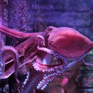 Common Octopus