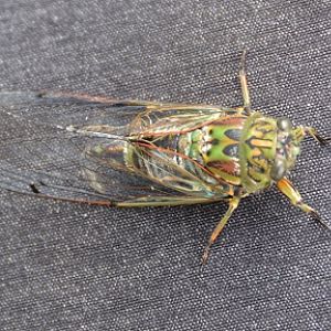 Cicada