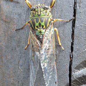 Cicada
