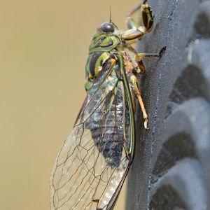 Cicada