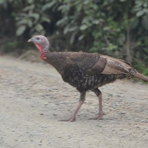 Turkey  (introduced)