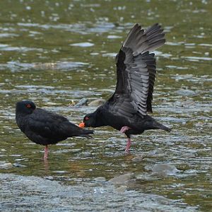 Variable oystercatchers