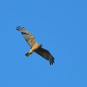 Swamp harrier