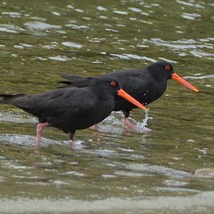 Variable oystercatchers