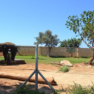 Asian elephant enclosure