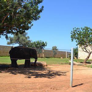 Asian elephant enclosure