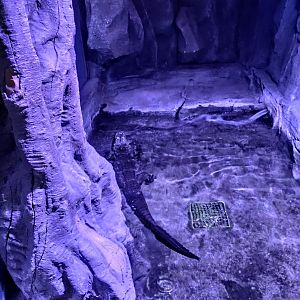 Chinese alligator (Alligator sinensis）