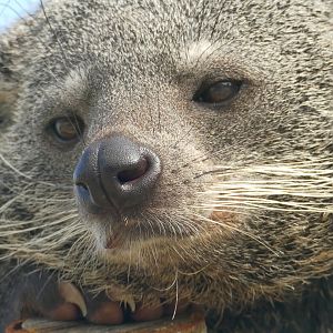 Binturong