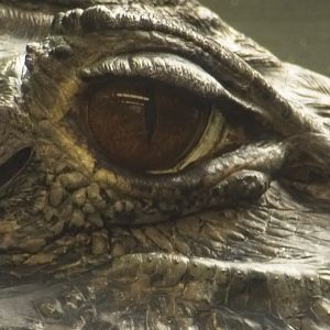 Black Caiman (eye)