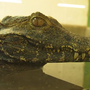 Broad Snouted Caiman