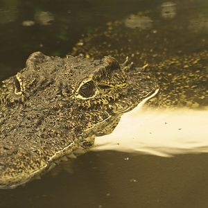 Cuban Croc