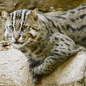 Freddie  (Fishing Cat)