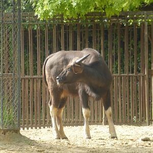 Gaur