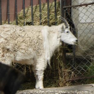 Rocky mountain goat