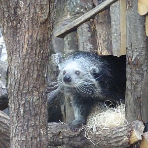 Binturong