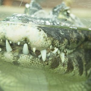 Yacare Caiman